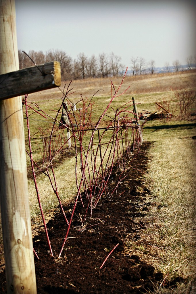 This is what the field looks like now. It is amazing to think these little red sticks will fill out and grow into big, full black raspberry bushes.