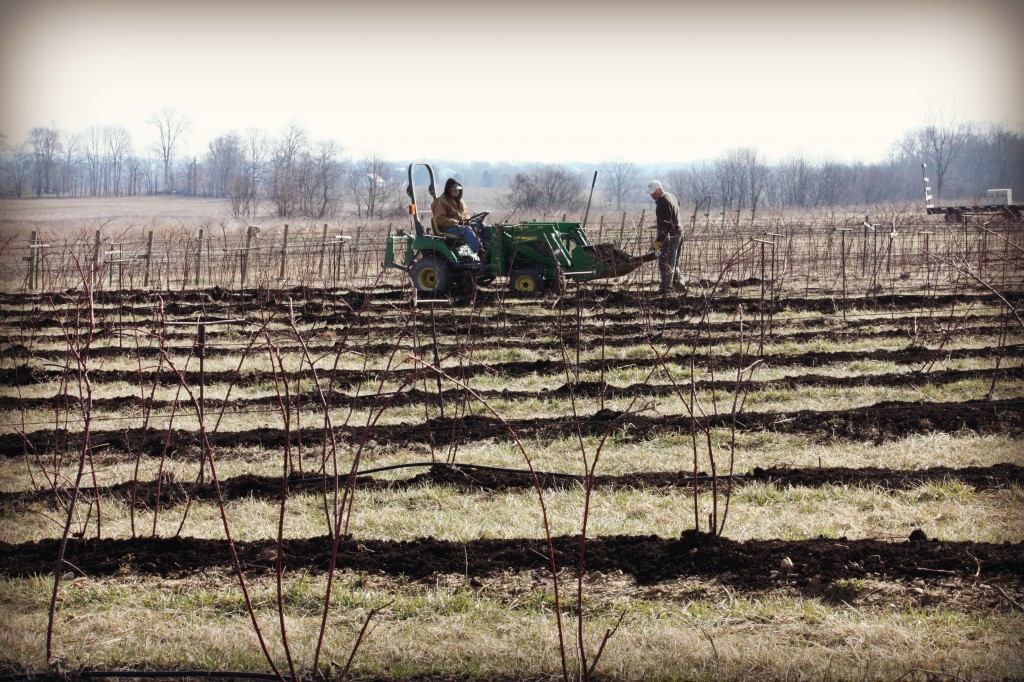 John and Chuck are using the tractor to bring the mulch to each row of berry plants.