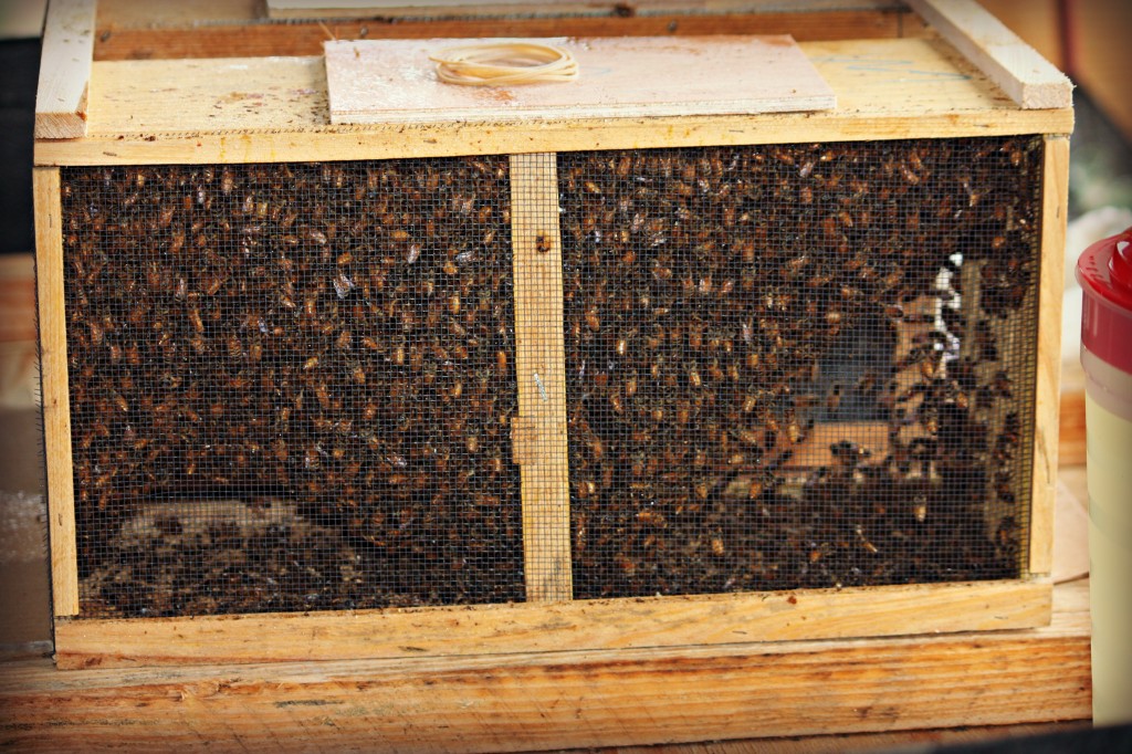 This is how the bees come from the supplier.  They have a can of sugar water inside the closed box and a queen in its own special cage inside.