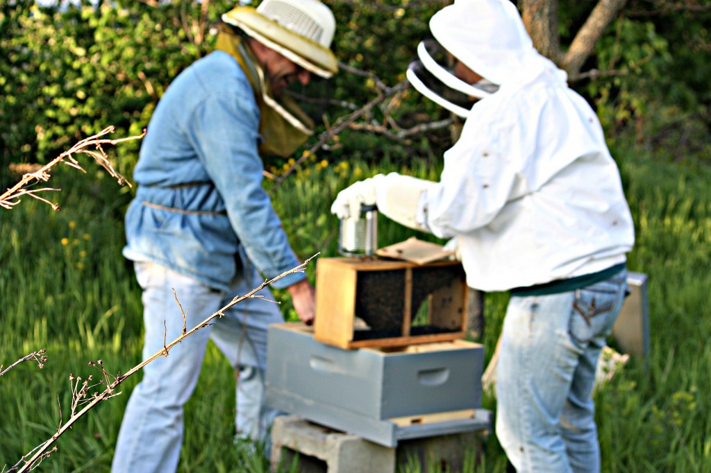 First, we took the top off the box, pulled the can of sugar water and the queen out.  We hang the queen's cage in the hive, and she will eat her way out of a small hole plugged with candy.  