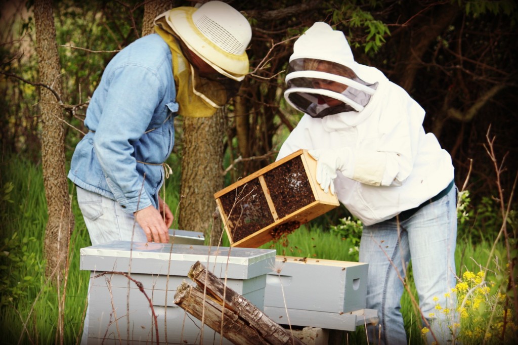 Then it seems crazy, but we just tapped the box hard and shook the bees into the hive.  