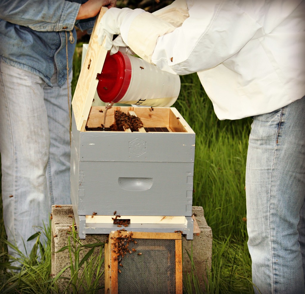 The feeder was placed on top.  There center is open to below, so the bees can come up and drink the sugar water that is poured into the feeder.  