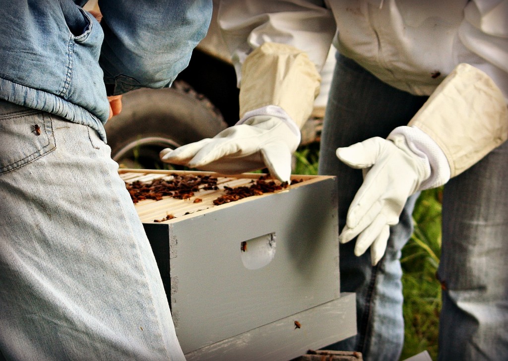 Then I brushed the bees away from the edge so they wouldn't get squished as the next layer of the hive is placed on top, the feeder.