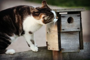 Little Foot checking out the bird box!