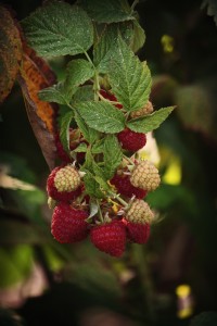 Red Raspberries ripening in the hoop house.