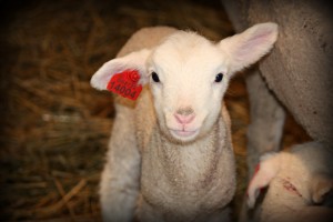 IMG_9590lamb