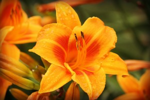 IMG_0070lily