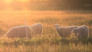 IMG_9813sheep