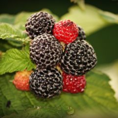 U-Pick Black Raspberries